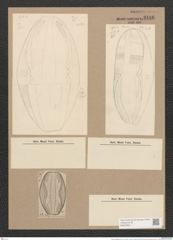 Amphora gigantea Grun. (de-Toni-Nr.: Genus 36, Species 1663) Zeichnungen Sammlung Grunow Nr. 3186 (NHMW-BOT-W0370631)